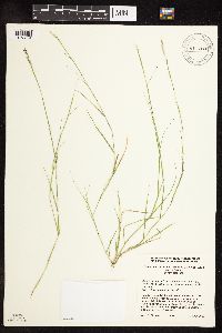 Sporobolus vaginiflorus image