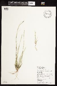 Sporobolus vaginiflorus image
