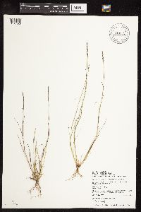 Sporobolus vaginiflorus image