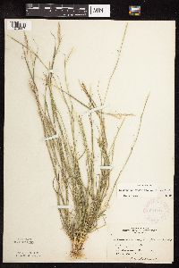 Sporobolus vaginiflorus image