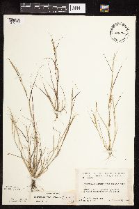 Sporobolus vaginiflorus image