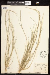 Sporobolus vaginiflorus image