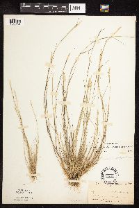 Sporobolus vaginiflorus image