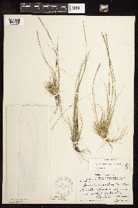 Sporobolus vaginiflorus image