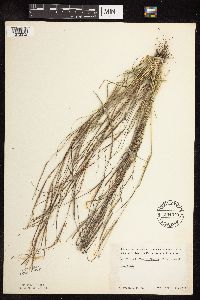 Sporobolus vaginiflorus image