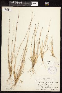 Sporobolus vaginiflorus image