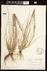 Sporobolus vaginiflorus image