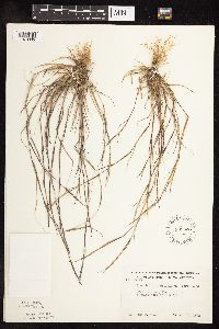 Sporobolus vaginiflorus image