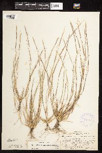 Sporobolus vaginiflorus image