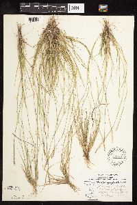 Sporobolus vaginiflorus image