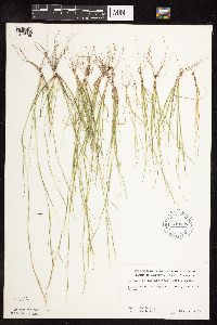 Sporobolus vaginiflorus image