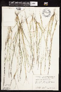 Sporobolus vaginiflorus image