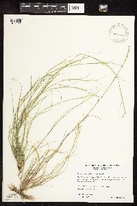 Sporobolus vaginiflorus image