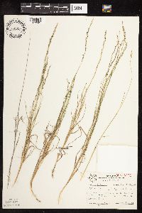 Sporobolus vaginiflorus image