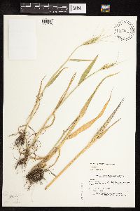 Triticum aestivum image