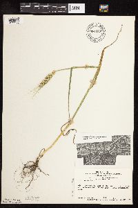 Triticum aestivum image
