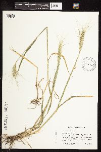 Triticum aestivum image