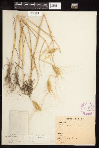 Triticum aestivum image
