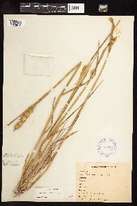 Triticum aestivum image