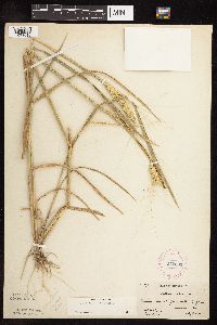 Triticum aestivum image