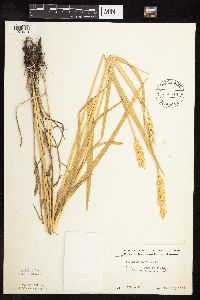 Triticum aestivum image