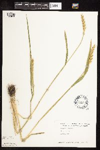 Triticum aestivum image