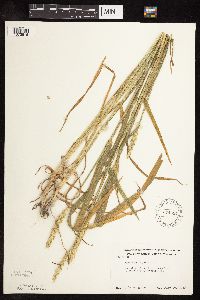 Triticum aestivum image