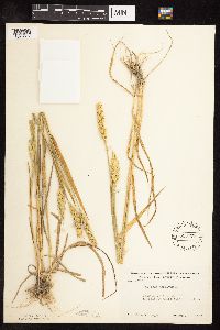 Triticum aestivum image