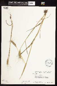 Triticum aestivum image