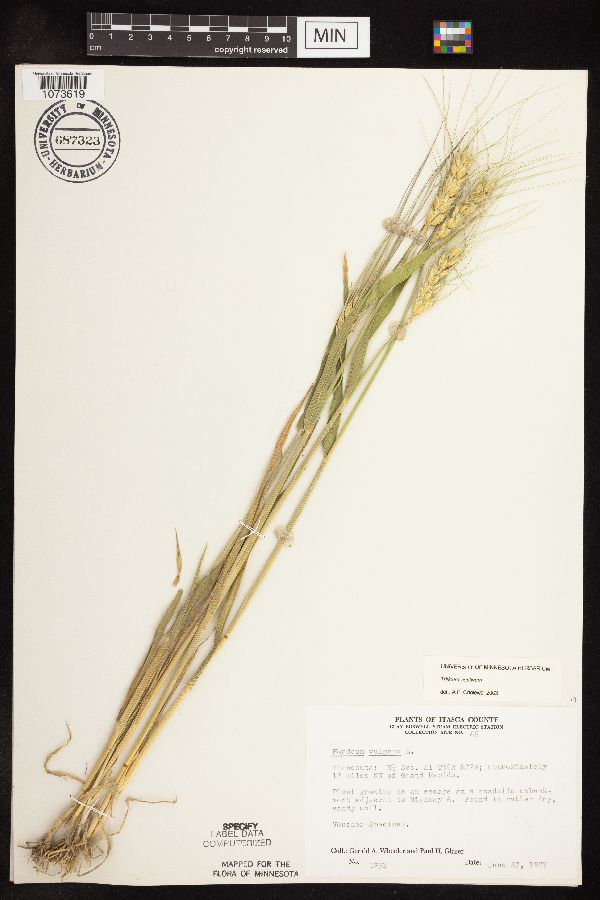 Triticum aestivum image