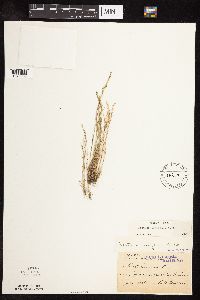 Vulpia octoflora image