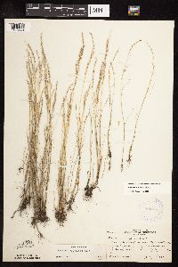 Vulpia octoflora image