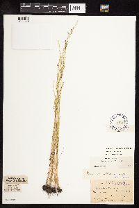 Vulpia octoflora image