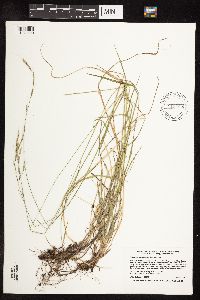 Schizachne purpurascens image