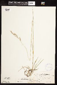 Schizachne purpurascens image