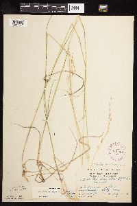 Schizachne purpurascens image