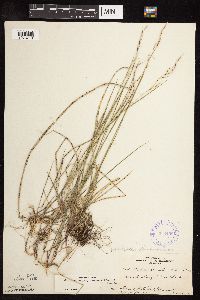 Schizachne purpurascens image