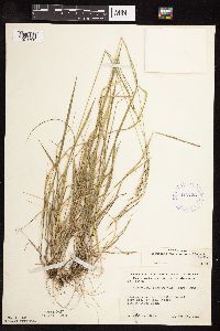 Schizachne purpurascens image