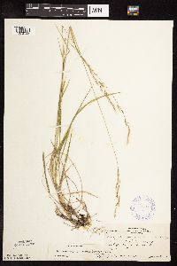 Schizachne purpurascens image