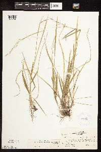 Schizachne purpurascens image