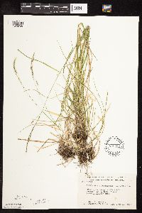 Schizachne purpurascens image