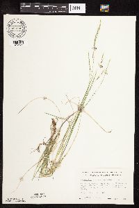 Schizachne purpurascens image