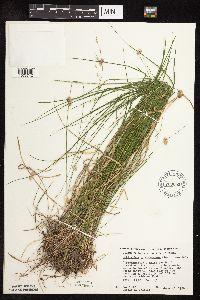 Schizachne purpurascens image