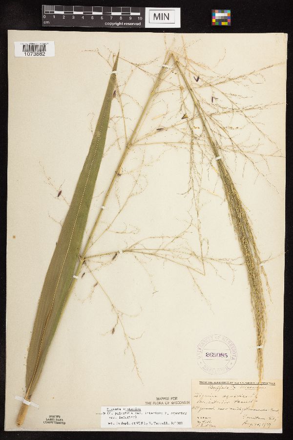 Zizania palustris var. interior image