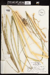 Spartina pectinata image