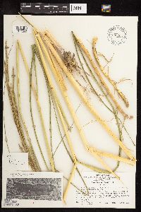 Spartina pectinata image