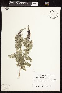 Amorpha canescens image