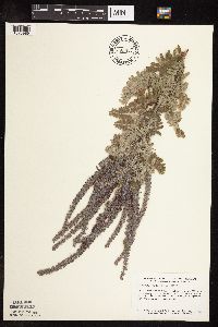 Amorpha canescens image