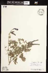 Amorpha canescens image