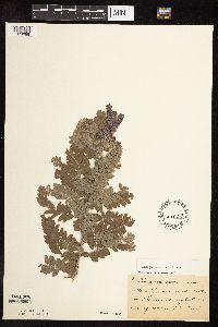 Amorpha canescens image